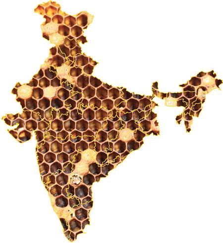 Boss, the real beehive!