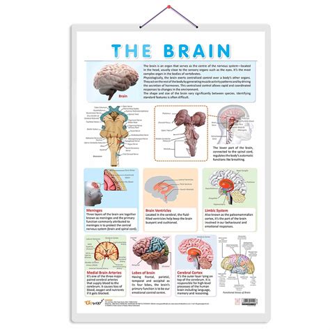 Buy THE BRAIN CHART | Journey through the Brain: Comprehensive Anatomy ...