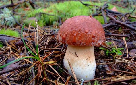 Виды белых съедобных грибов (Boletus edulis) и их фото - Бабушкина дача