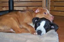 Mini Dogs to Adopt 的图像结果