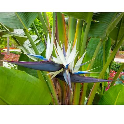 White Bird of Paradise (Strelitzia Nicolai) - Plant – Lalit Enterprise