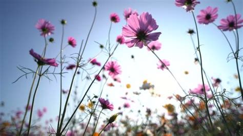 Image result for Themes for SQL Syntax