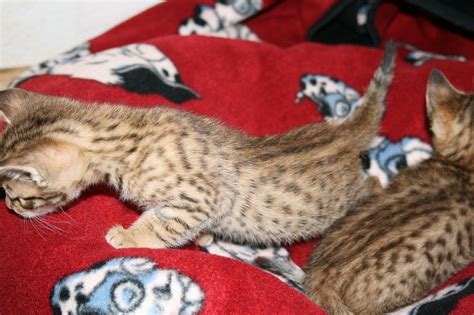Wildes Wohnzimmer Bengalen in Dietmansried | Tiere | Kleinanzeigen