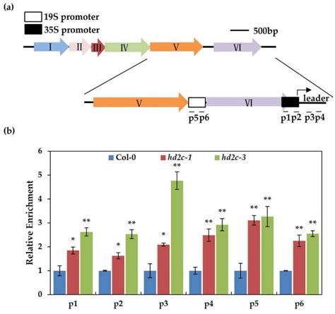 Cauliflower mosaic virus P6 Dysfunctions Histone Deacetylase HD2C to ...