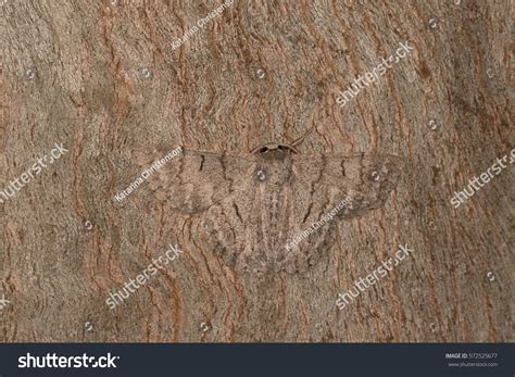 5,664 Moth camouflage Images, Stock Photos & Vectors | Shutterstock