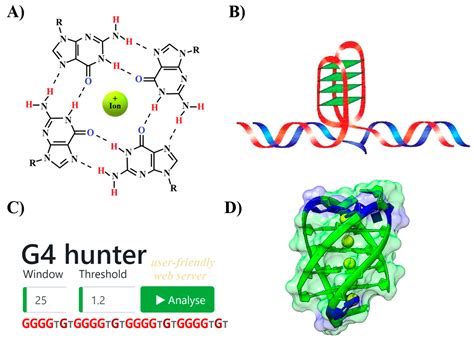 The Presence and Localization of G-Quadruplex Forming Sequences in the ...