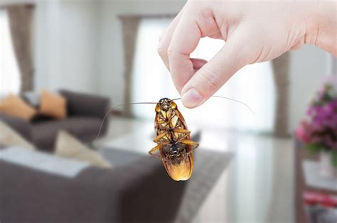 Cockroach Reaction 的图像结果