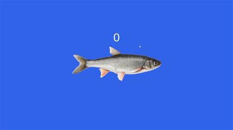Image result for Fish with Is Machine Simulator