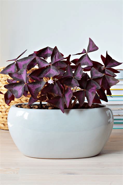 7 Purple House Plants For A Pop Of Color