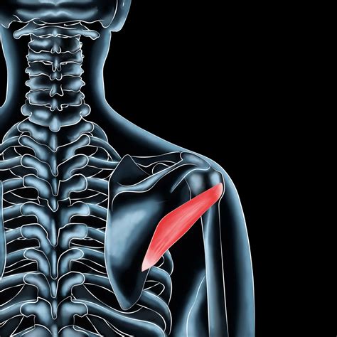 Oblique Injury: Causes, Symptoms & Recovery