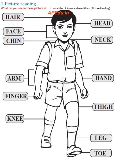 VOCABULARY BUILDER BOOK (Body Parts) - APEdu