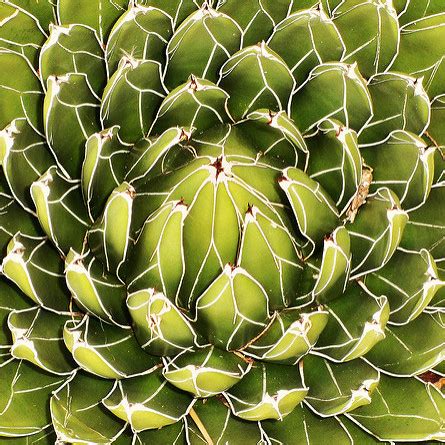 Botany Vidio 12 的图像结果