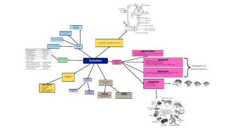 Image result for Class 12 Chapter 6 Evolution