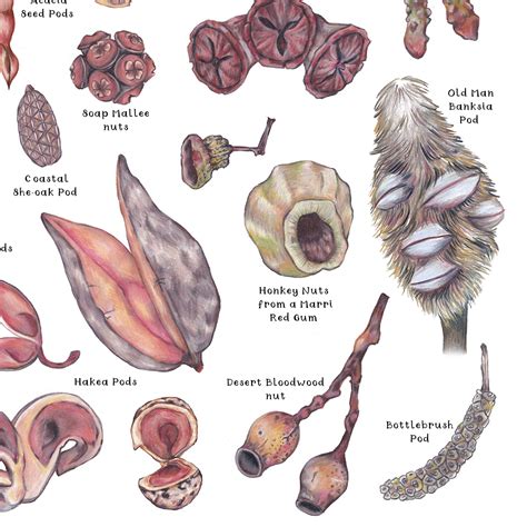 Australian Native Seed Pods Botanical Print Hand Drawn - Etsy Australia