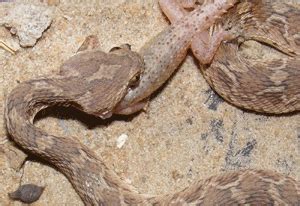 Echis - JungleKey.in Image