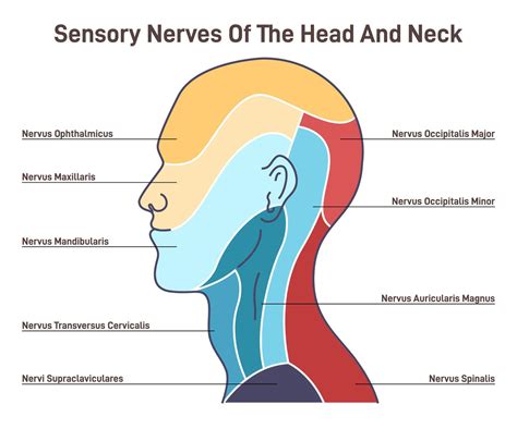Sensory nerves of the head and neck. Neural coverage of human head 46422752 Vector Art at Vecteezy