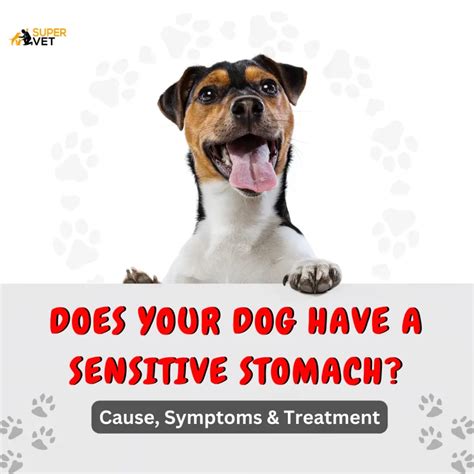 What Causes Gastrointestinal Problems In Dogs