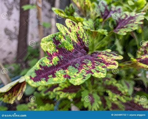 A Close Up of Coleus Leaf. a Genus of Annual or Perennial Herbs or ...
