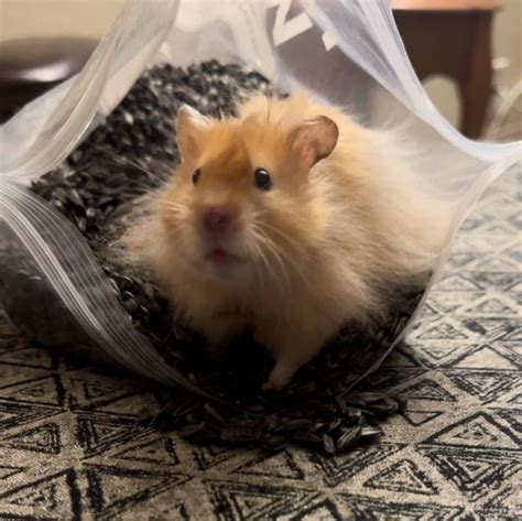 Best Syrian Hamster Posts - Reddit