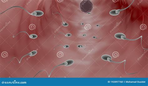 Image result for Human Reproduction Animation