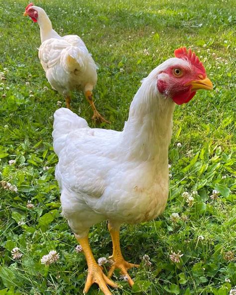 22 Best Meat Chickens to Raise in Your Backyard