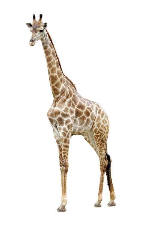 Giraffe Facts - KidsPressMagazine.com