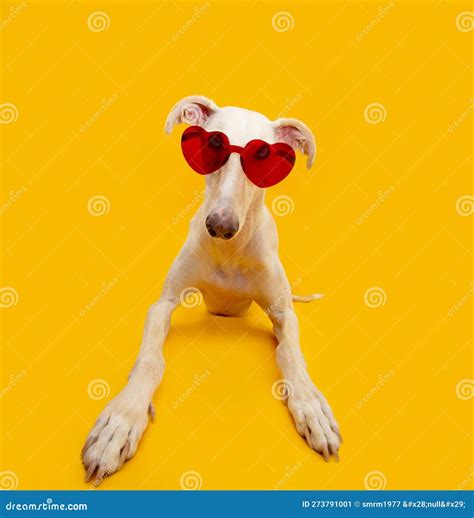 Portrait Summer and Valentine S Day Spanish Greyhound Wearing Red Heart ...