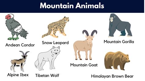 Mountain Animals And Their Habitats at Nancy Mcdaniel blog