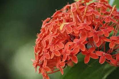 QUEEEN GULU Ranjai Plant Price in India - Buy QUEEEN GULU Ranjai Plant ...