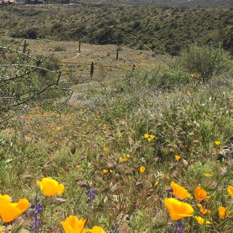 Fountain Hills McDowell Preserve Trails - Adero Canyon Trailhead (2026 ...