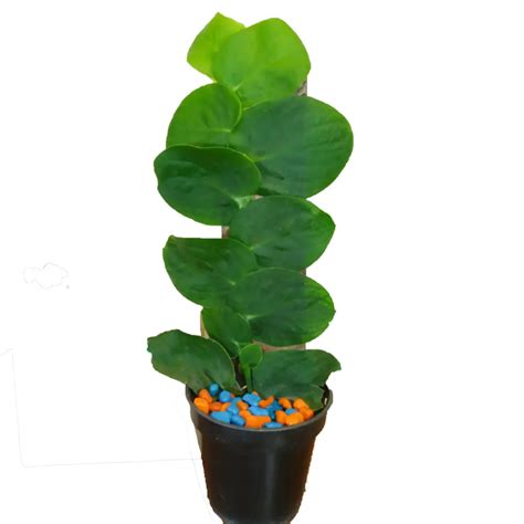 Rhaphidophora Hayi "Shingal" Creeper - Plant – Lalit Enterprise