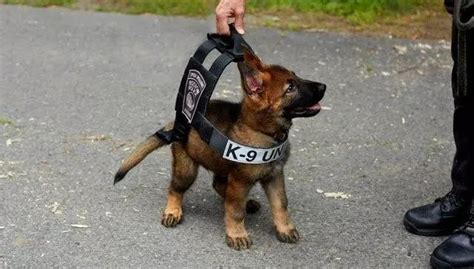 警局淘汰了“不合格”的小警犬，结果被市民抢着领养_坏人