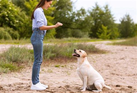 Image result for Hand Commands for Dogs