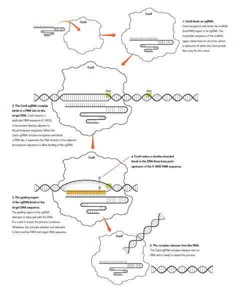 Image result for CRISPR Tutorial