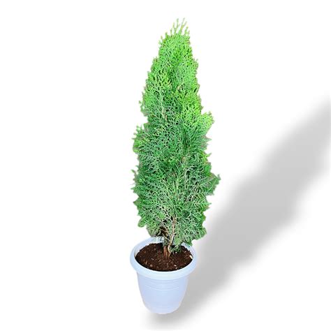 Buy Premium Quality Thuja Plants Online