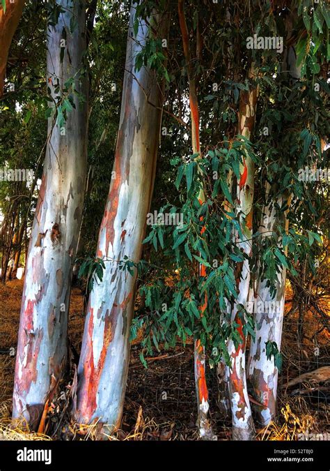 Image result for Eucalyptus Tree Trunk Rot