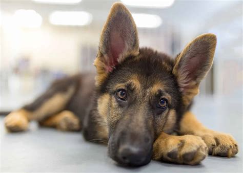 When To Spay Or Neuter A German Shepherd For Best Health Results