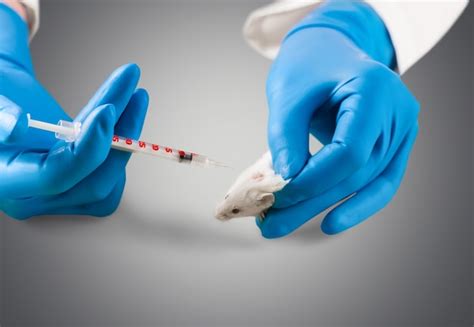 Image result for Intraperitoneal Injection Mice Model