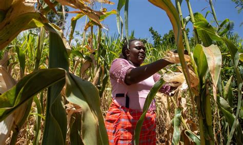 African Agriculture 的图像结果