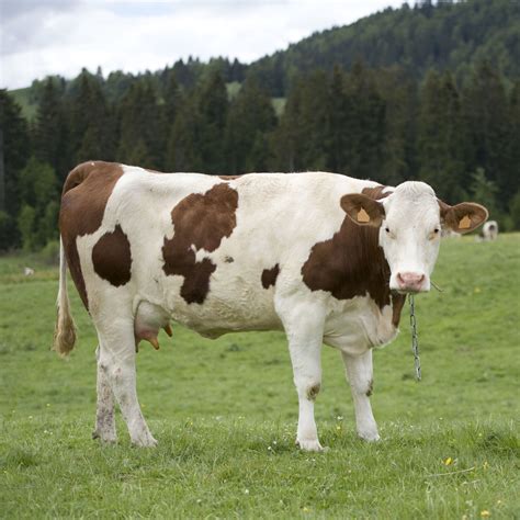 Black Cow Chocolate Drink