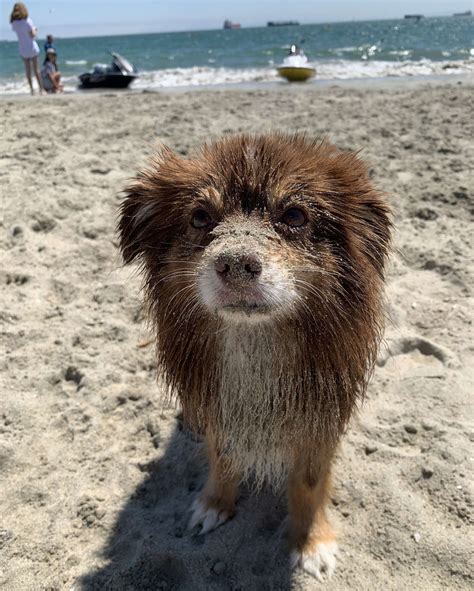 What To Do With Your Dog in Los Angeles - Thrillist