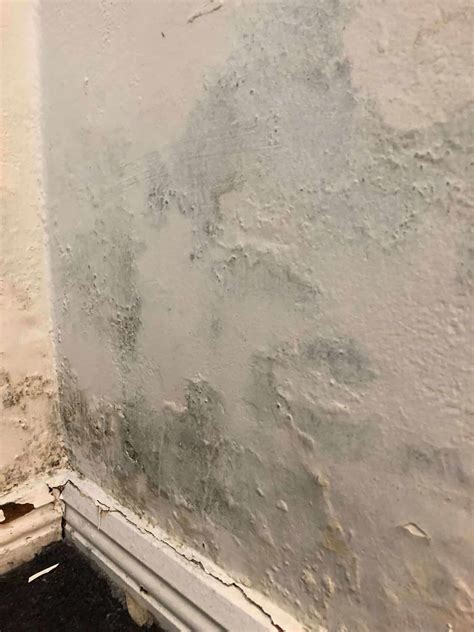 Image result for Damp Proofing Tips