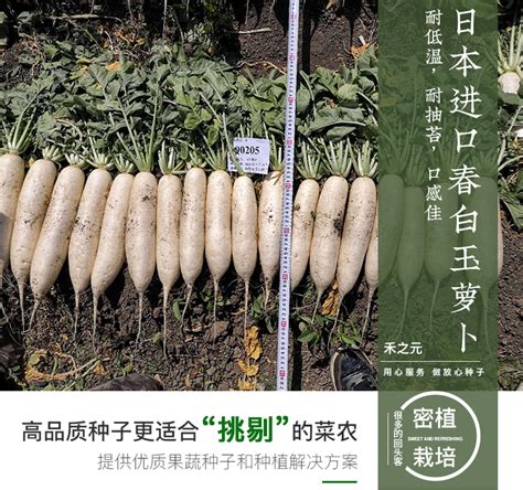 浙大长白萝卜种子白色大南畔州晚九斤王菜籽春秋季蔬菜种子批发-阿里巴巴