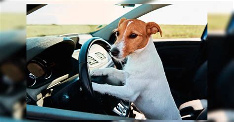 ¿Cuál es el origen de la palabra "Firulais"? | Noticias de México | El ...