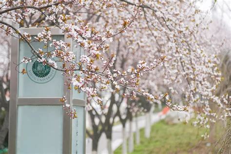 樱花开到烂漫时-西京新闻网