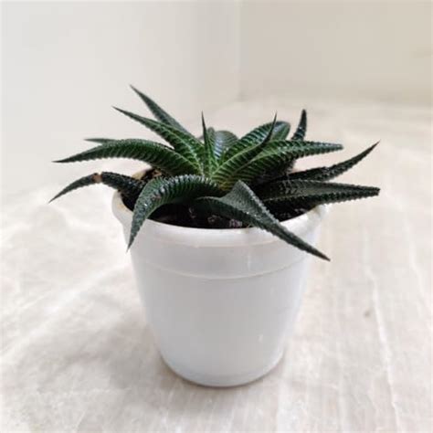 CAPPL Philodendron Monstera Broken Heart (Swiss Cheese Vine) Indoor ...