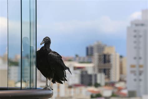 Concerns rise as buzzards behave abnormally in New York City