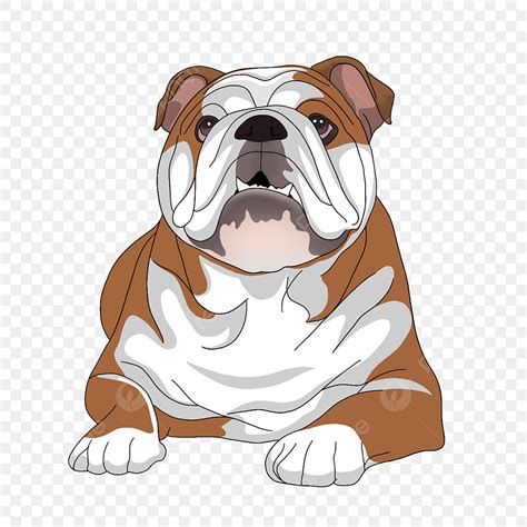 Bulldog Clipart Transparent