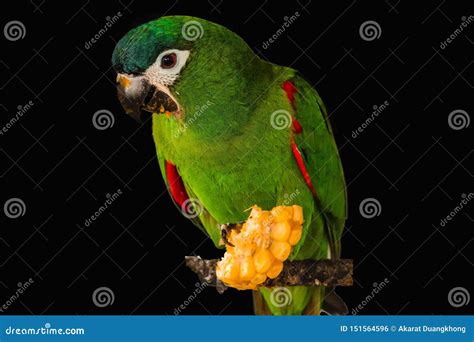 Chestnut Fronted Macaw Isolated Stock Photo - Image of conure, fauna ...