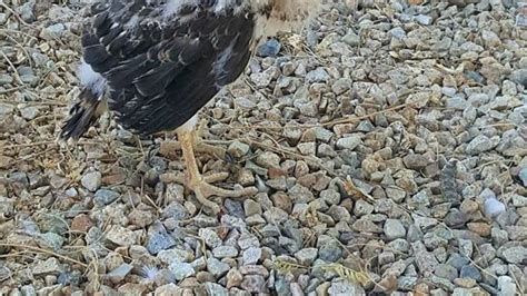AZ Game and Fish warn people to leave Cooper’s Hawks alone